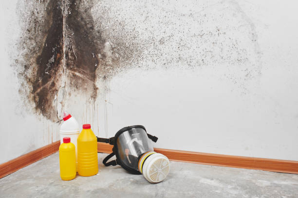 Best Mold Testing  in Edgefield, SC