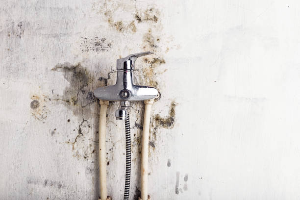 Best Local Mold Removal Service  in Edgefield, SC