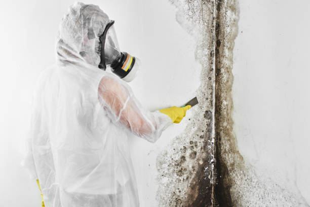 Best Toxic Mold Removal  in Edgefield, SC