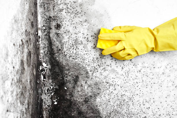Best Mold Testing  in Edgefield, SC