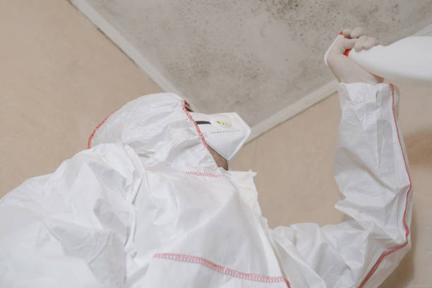 Best Black Mold Removal  in Edgefield, SC