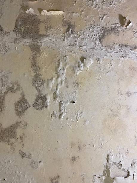 Reliable Edgefield, SC Mold Removal Solutions
