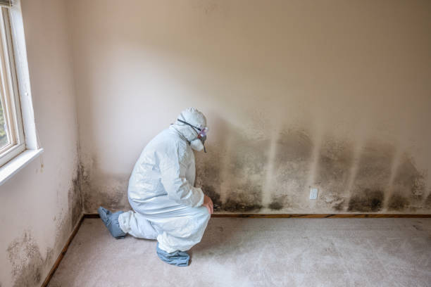 Best Emergency Mold Removal  in Edgefield, SC