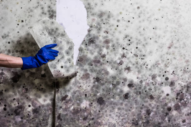 Best Mold Removal Near Me  in Edgefield, SC