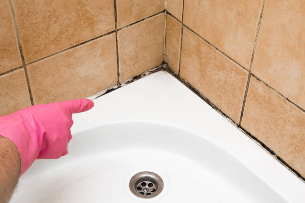 Best Affordable Mold Removal  in Edgefield, SC